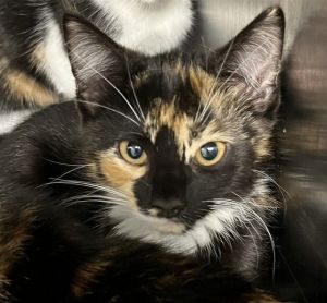 MONTANA, Baby Female Domestic Short Hair