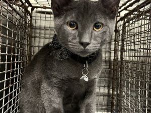 MARSHALL, Young Male Domestic Short Hair