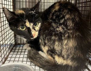 MARSHA, Senior Female Domestic Short Hair