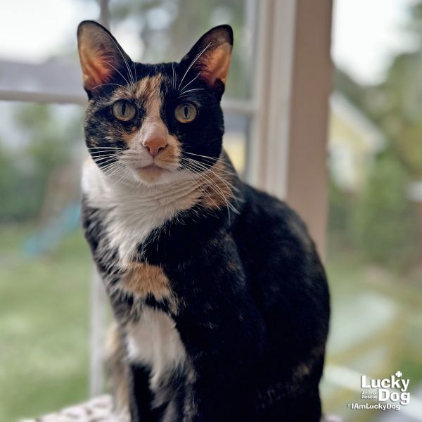 Pet Image