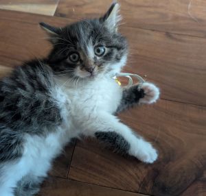 Macchiato, Baby Male Domestic Long Hair