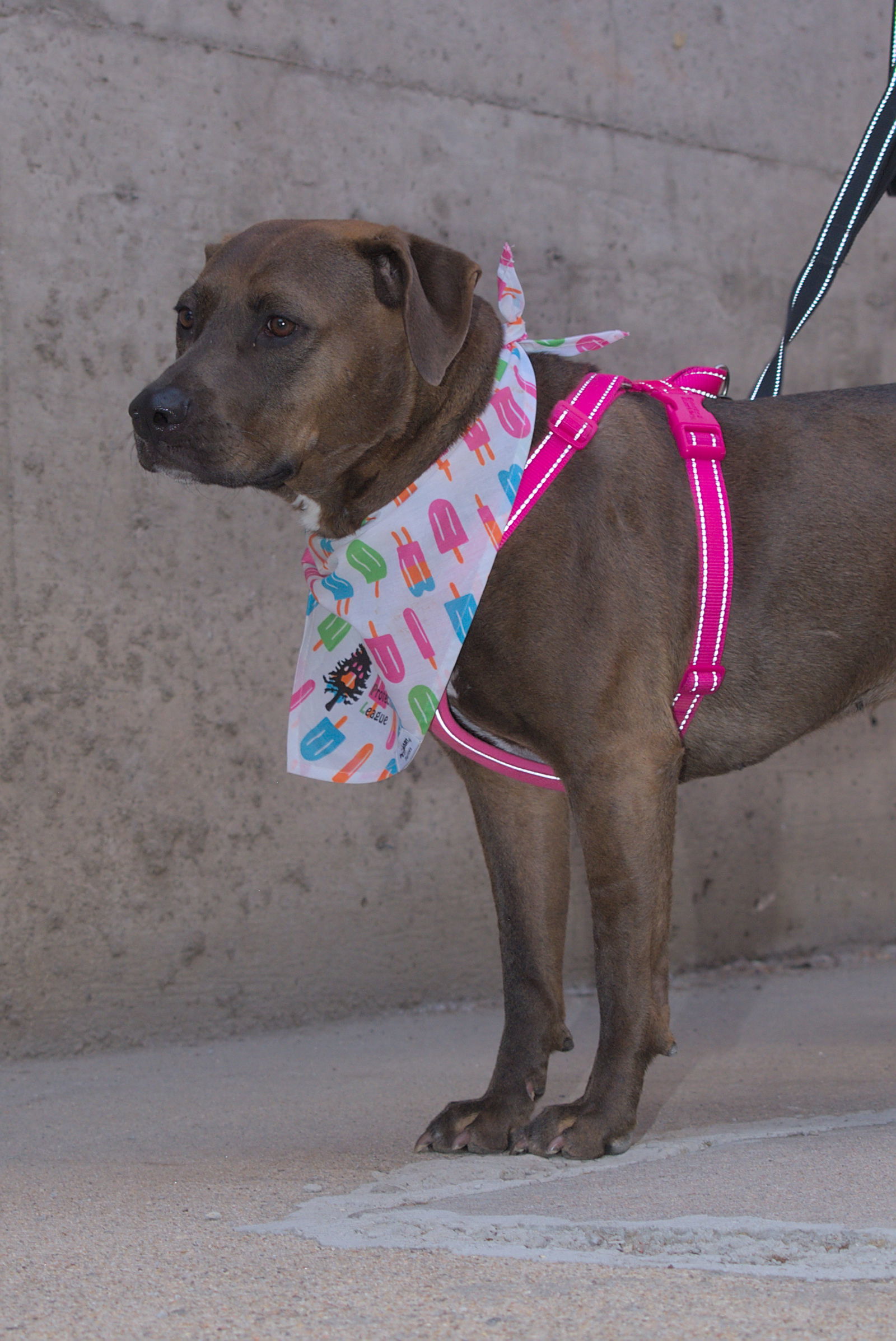 Zola "Z" Sponsored Adoption Fee