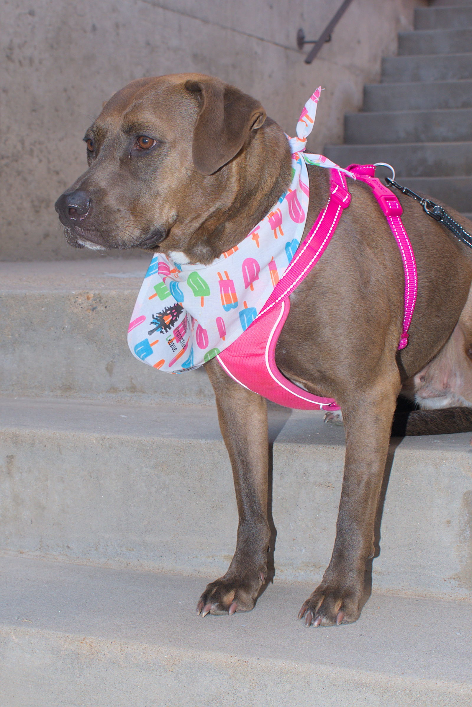 Zola "Z" Sponsored Adoption Fee