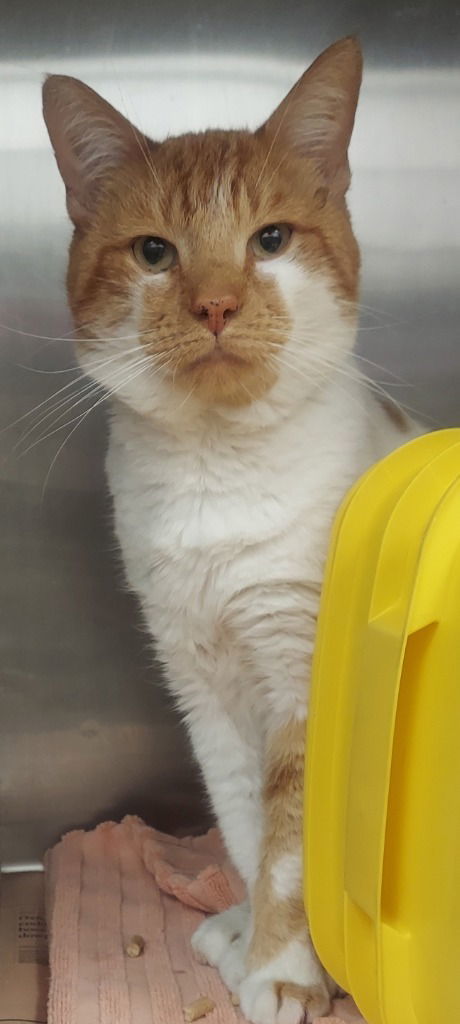 Pet Image