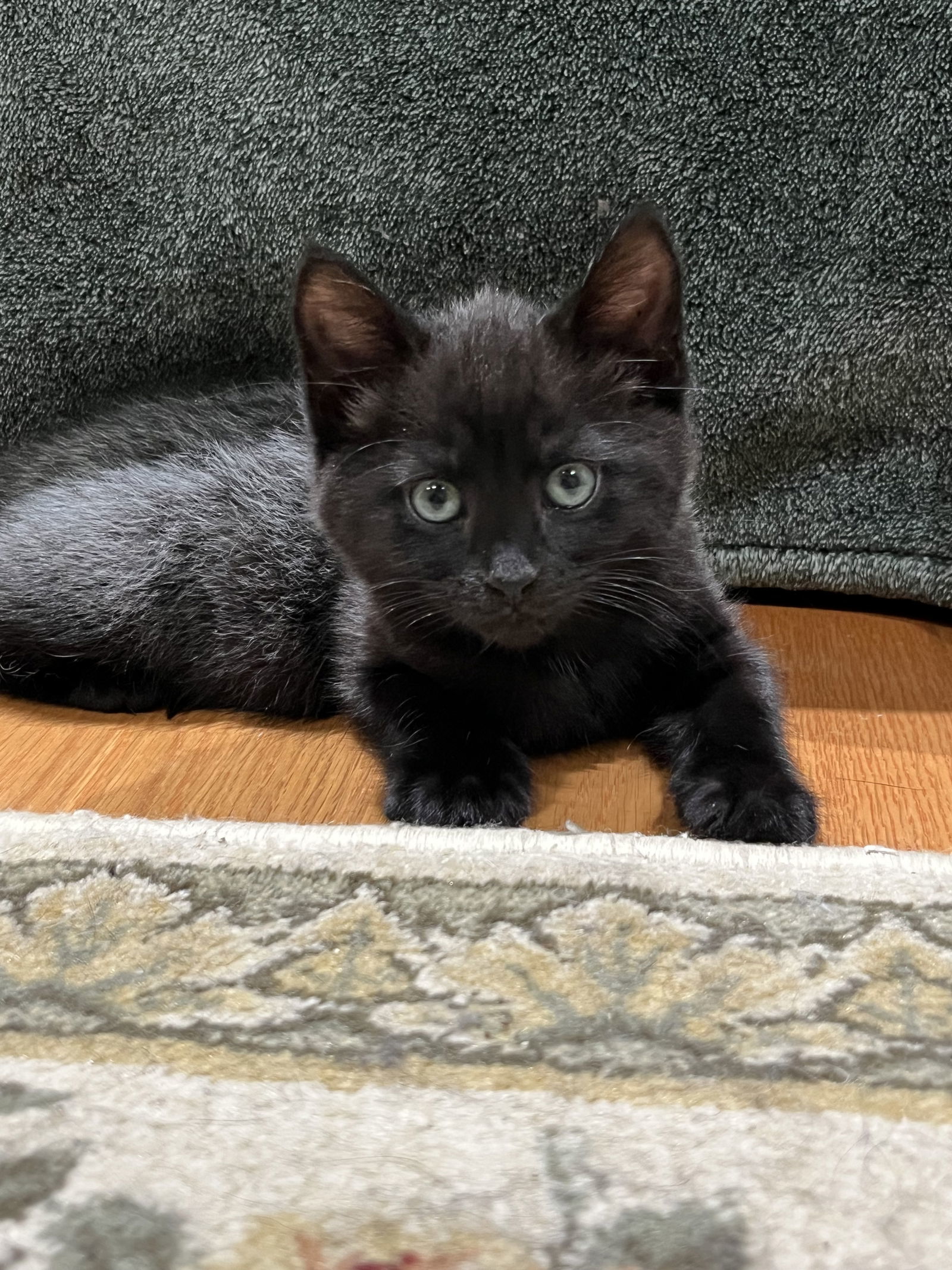 Paddington (FIV+)