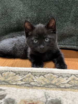 Paddington (FIV+), Baby Male Domestic Medium Hair