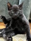Paddington (FIV+) photo 2
