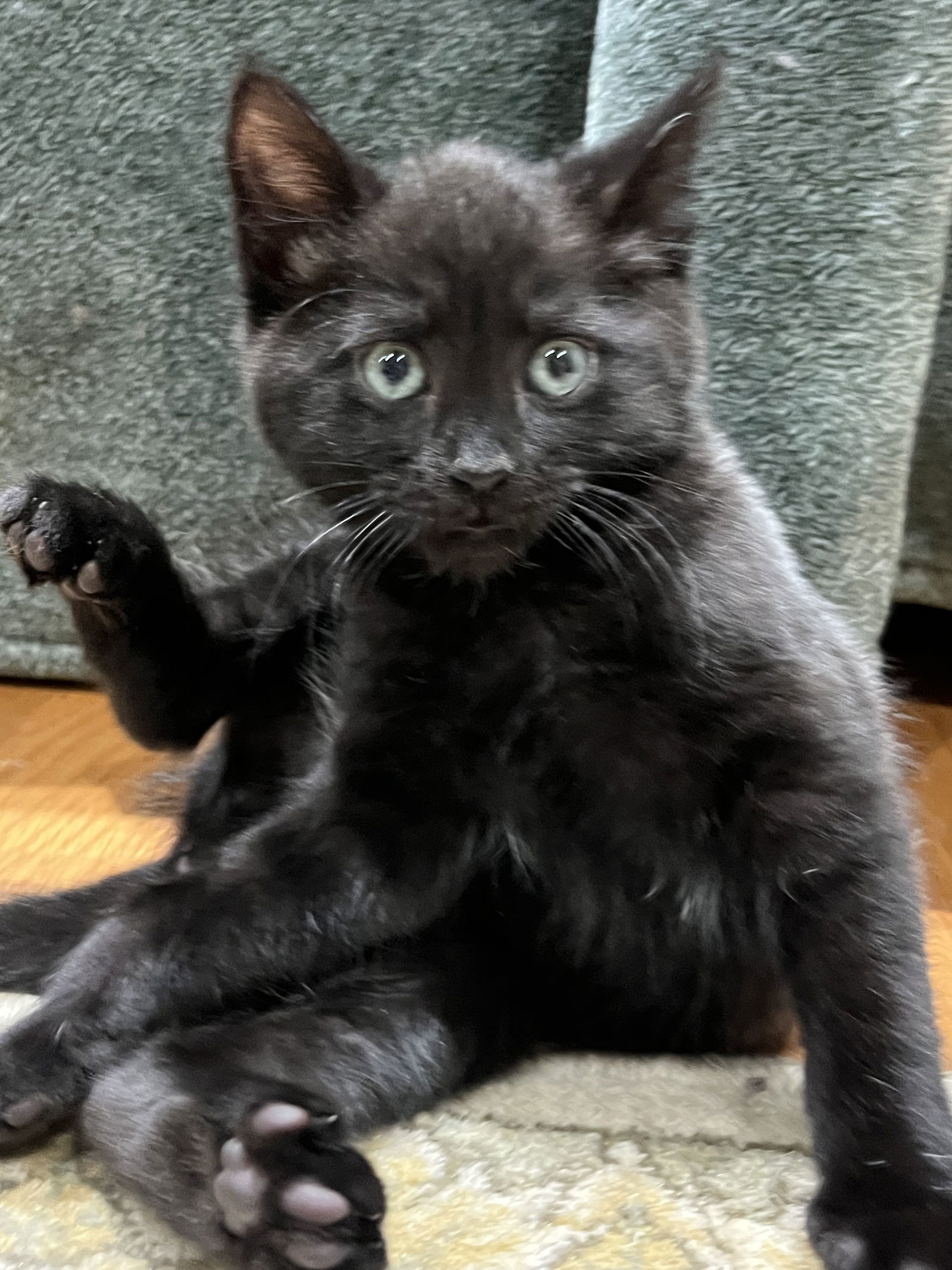Paddington (FIV+)