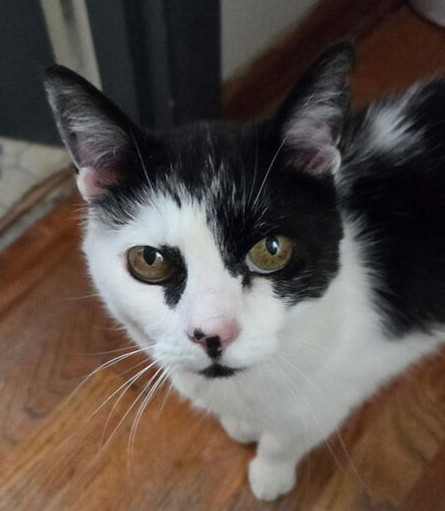 Moo Moo, an adoptable Domestic Short Hair in Moses Lake, WA, 98837 | Photo Image 1