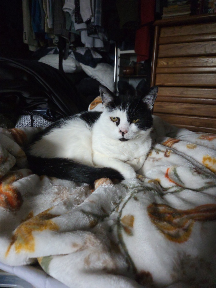 Moo Moo, an adoptable Domestic Short Hair in Moses Lake, WA, 98837 | Photo Image 2