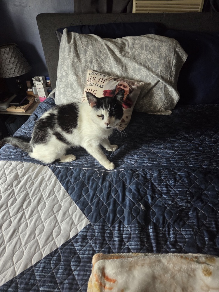 Moo Moo, an adoptable Domestic Short Hair in Moses Lake, WA, 98837 | Photo Image 2