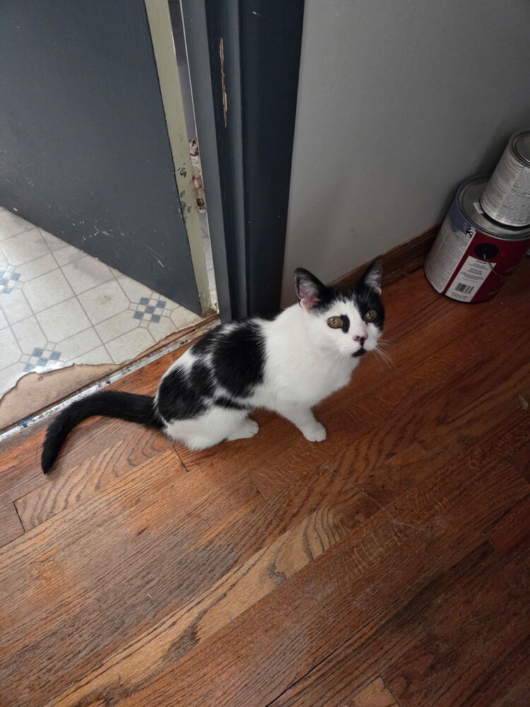 Moo Moo, an adoptable Domestic Short Hair in Moses Lake, WA, 98837 | Photo Image 4