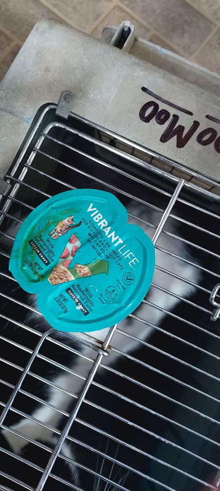 Moo Moo, an adoptable Domestic Short Hair in Moses Lake, WA, 98837 | Photo Image 5