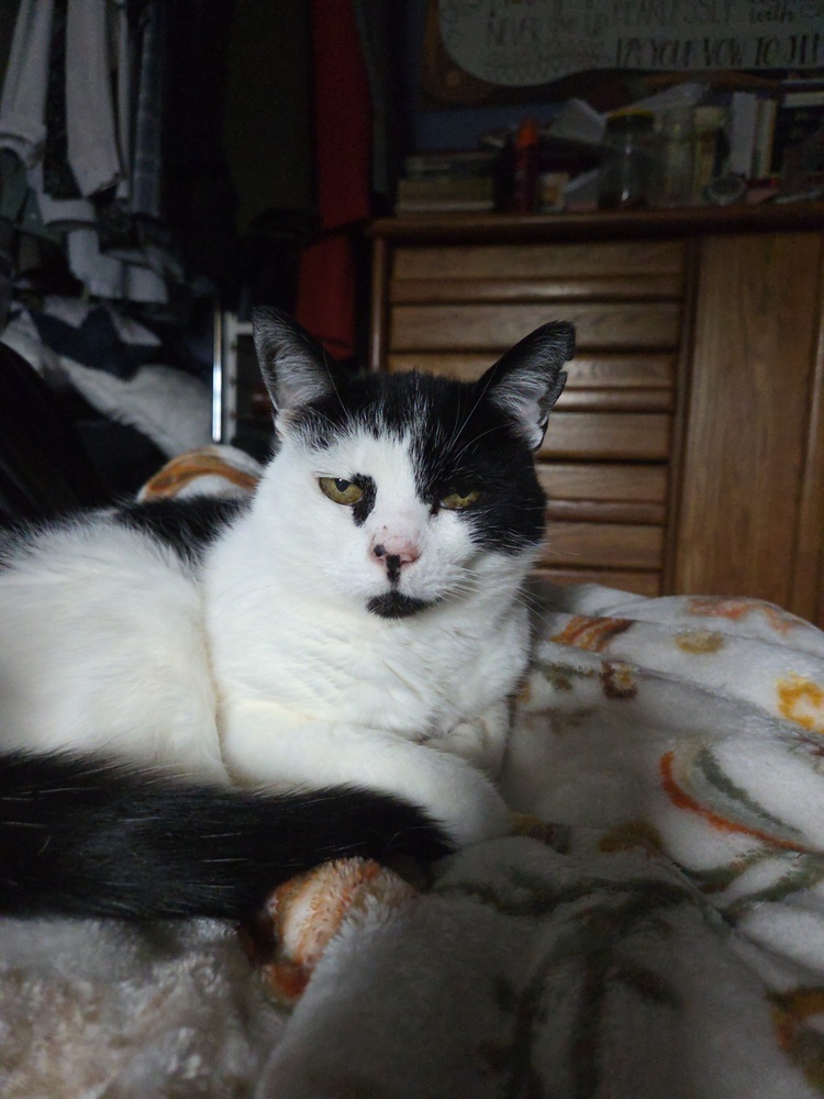 Moo Moo, an adoptable Domestic Short Hair in Moses Lake, WA, 98837 | Photo Image 6