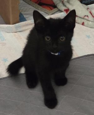 Spice, Adult Male Domestic Short Hair
