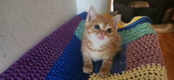 Pet Image