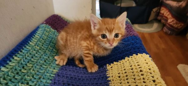 Pet Image
