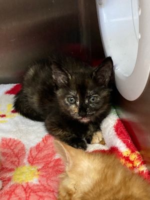Bacon, Baby Female Domestic Short Hair