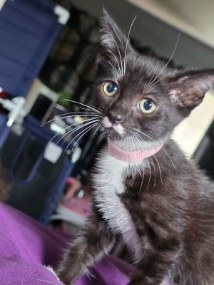 Luna Freya, Baby Female Domestic Short Hair