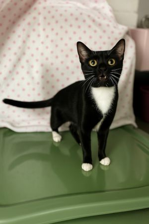 Mary, Baby Female Domestic Short Hair