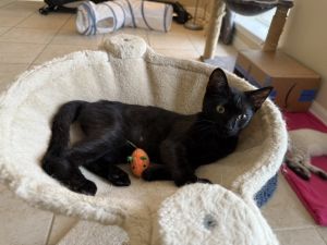 Butterfly, Baby Female Domestic Short Hair