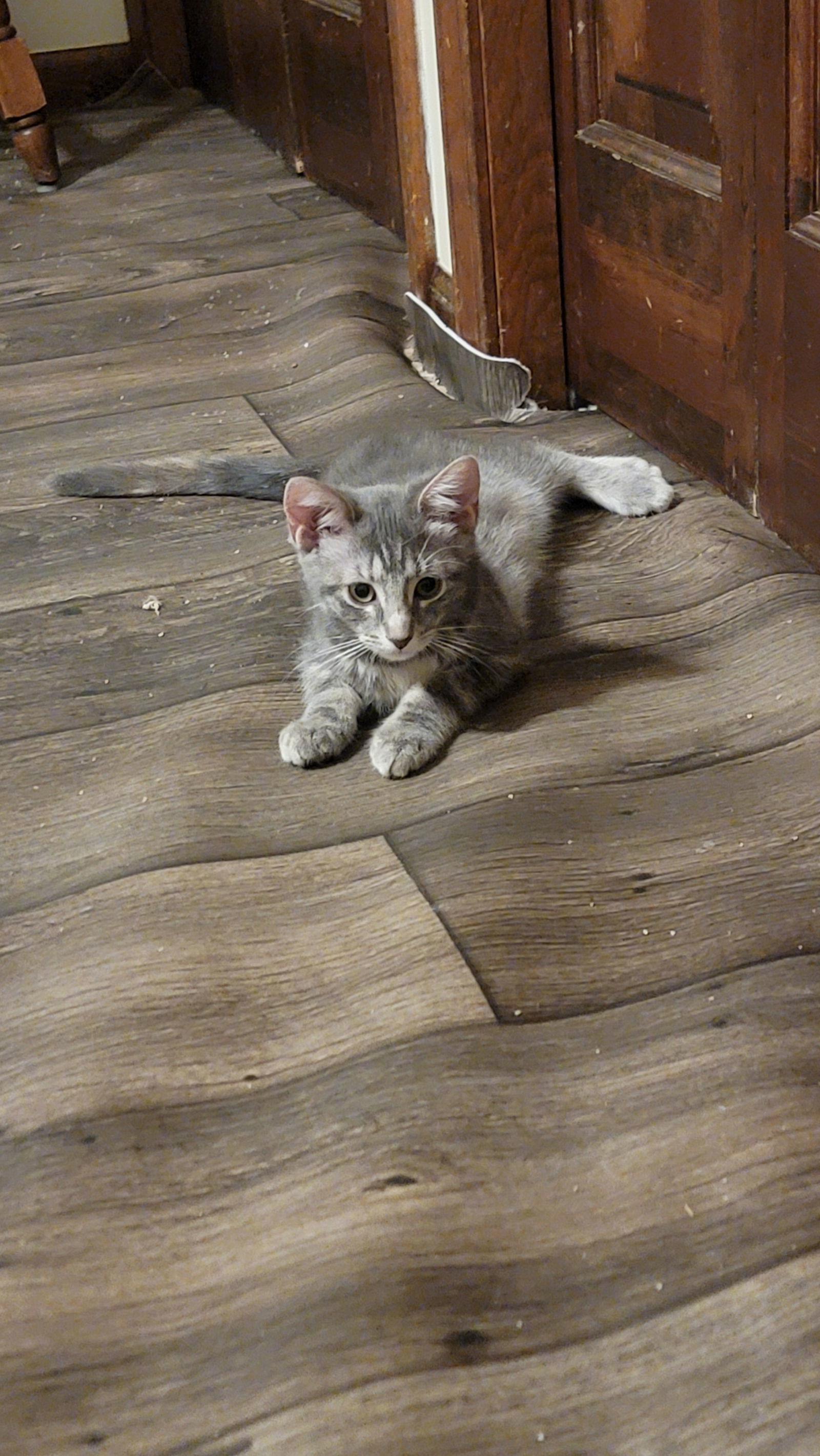 Tabita
