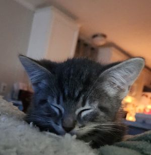 Scaut, Baby Male Domestic Short Hair