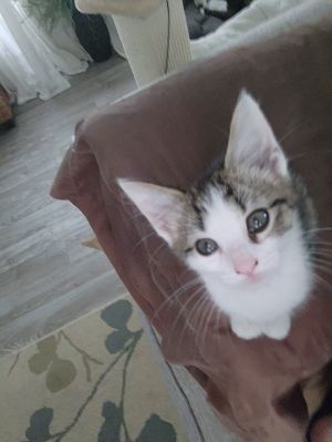 Huey, Baby Male Domestic Short Hair