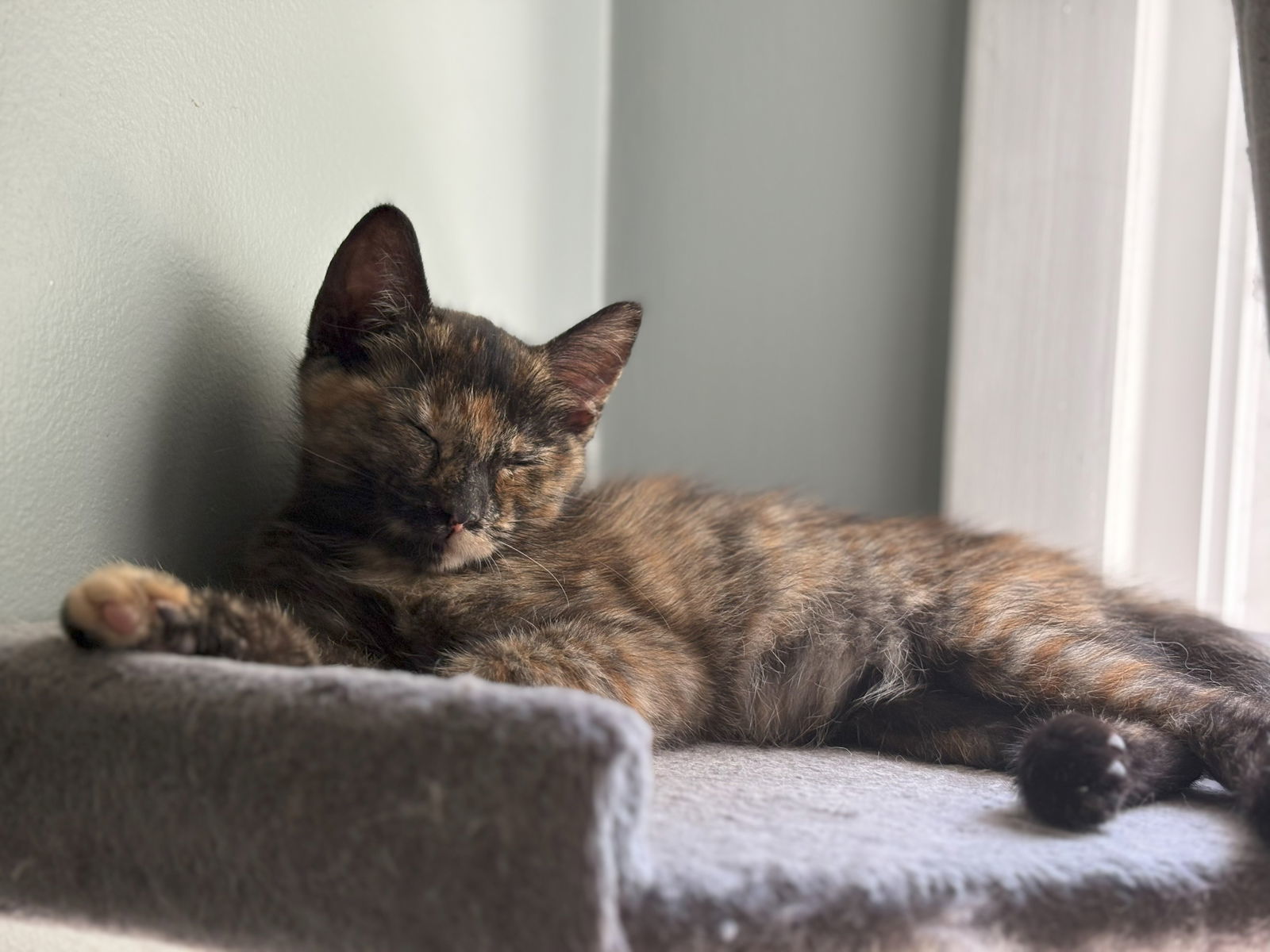Daisy (must be adopted with Tom)