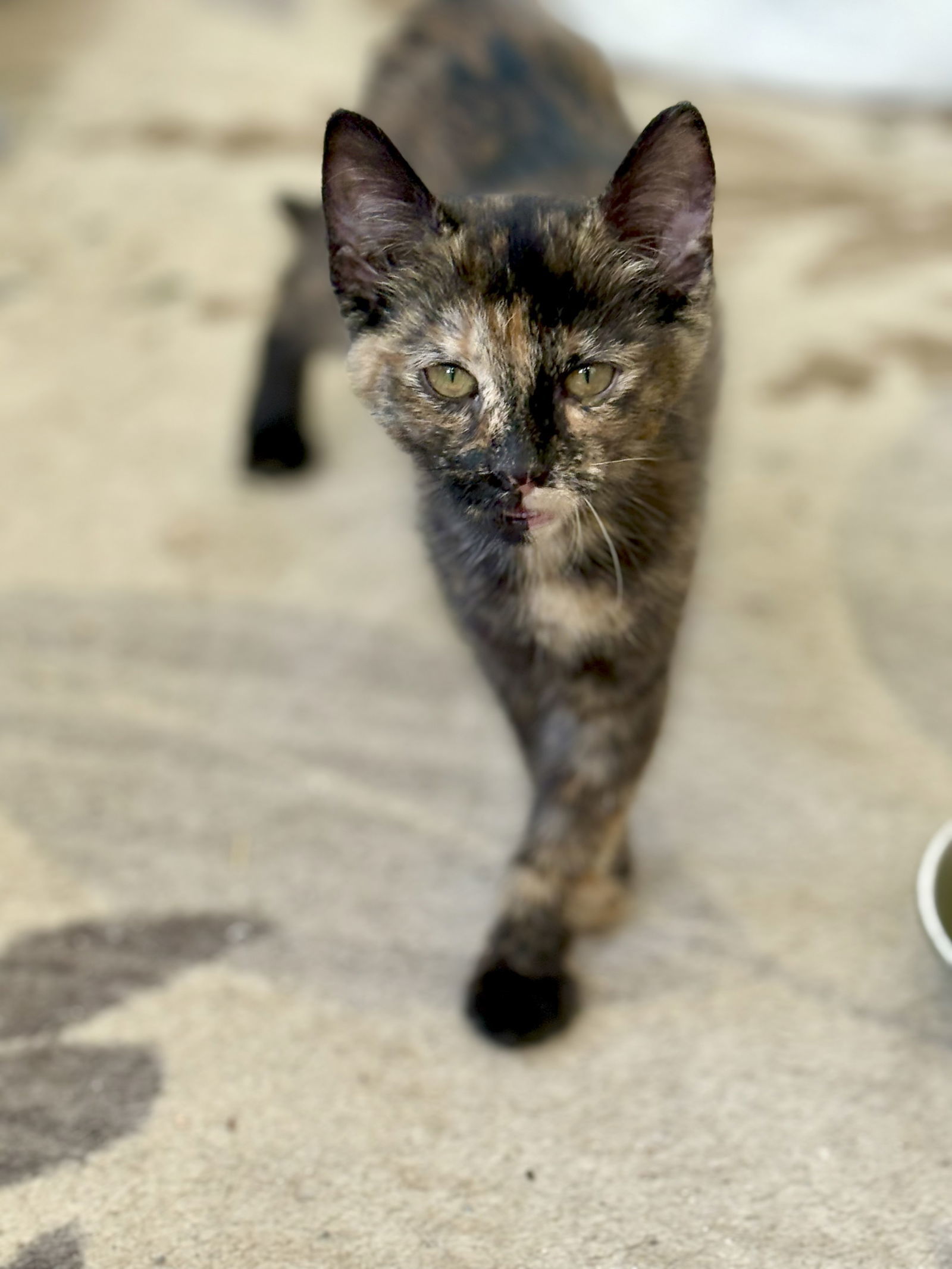Daisy (must be adopted with Tom)