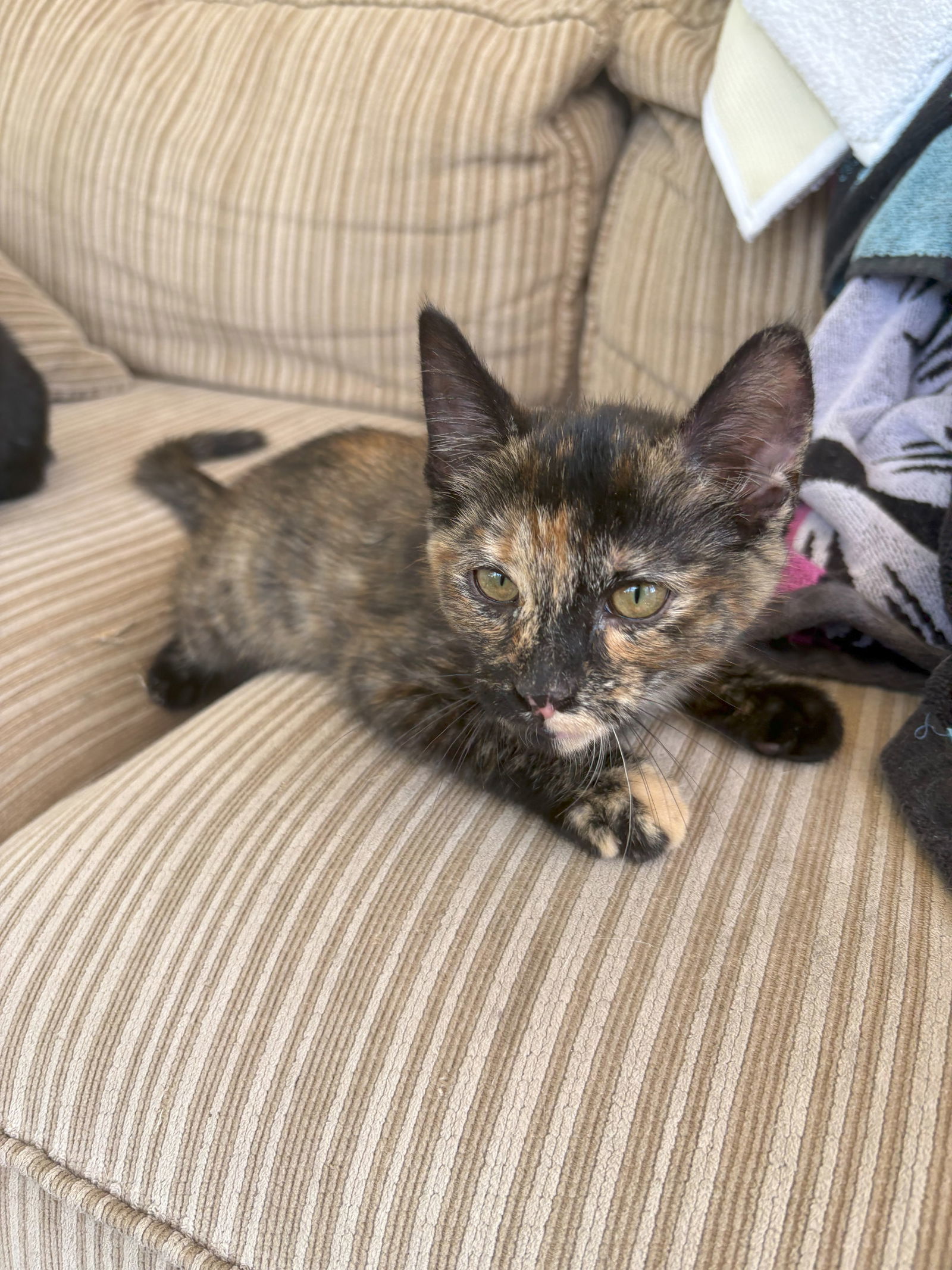 Daisy (must be adopted with Tom)