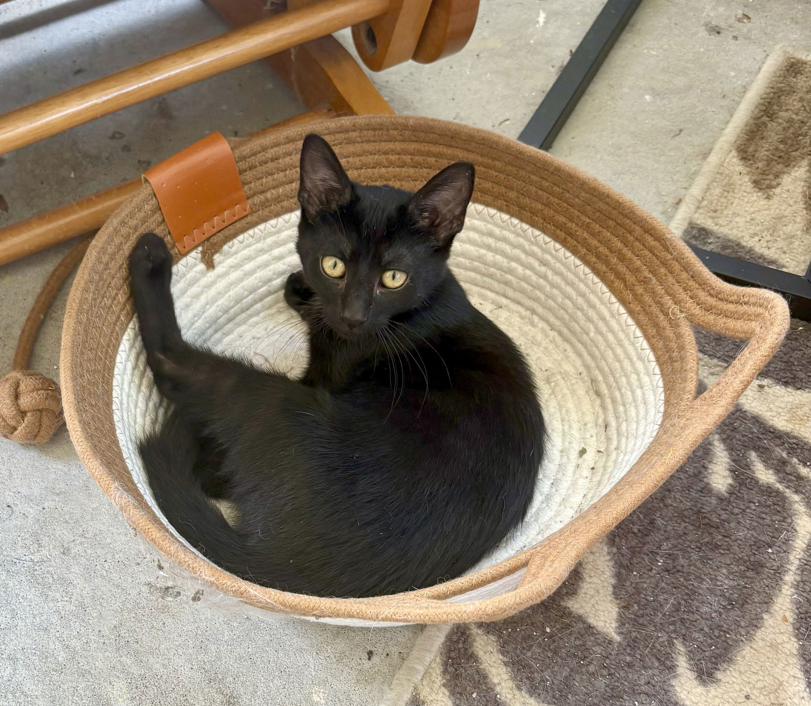 Tom (must be adopted with Daisy)