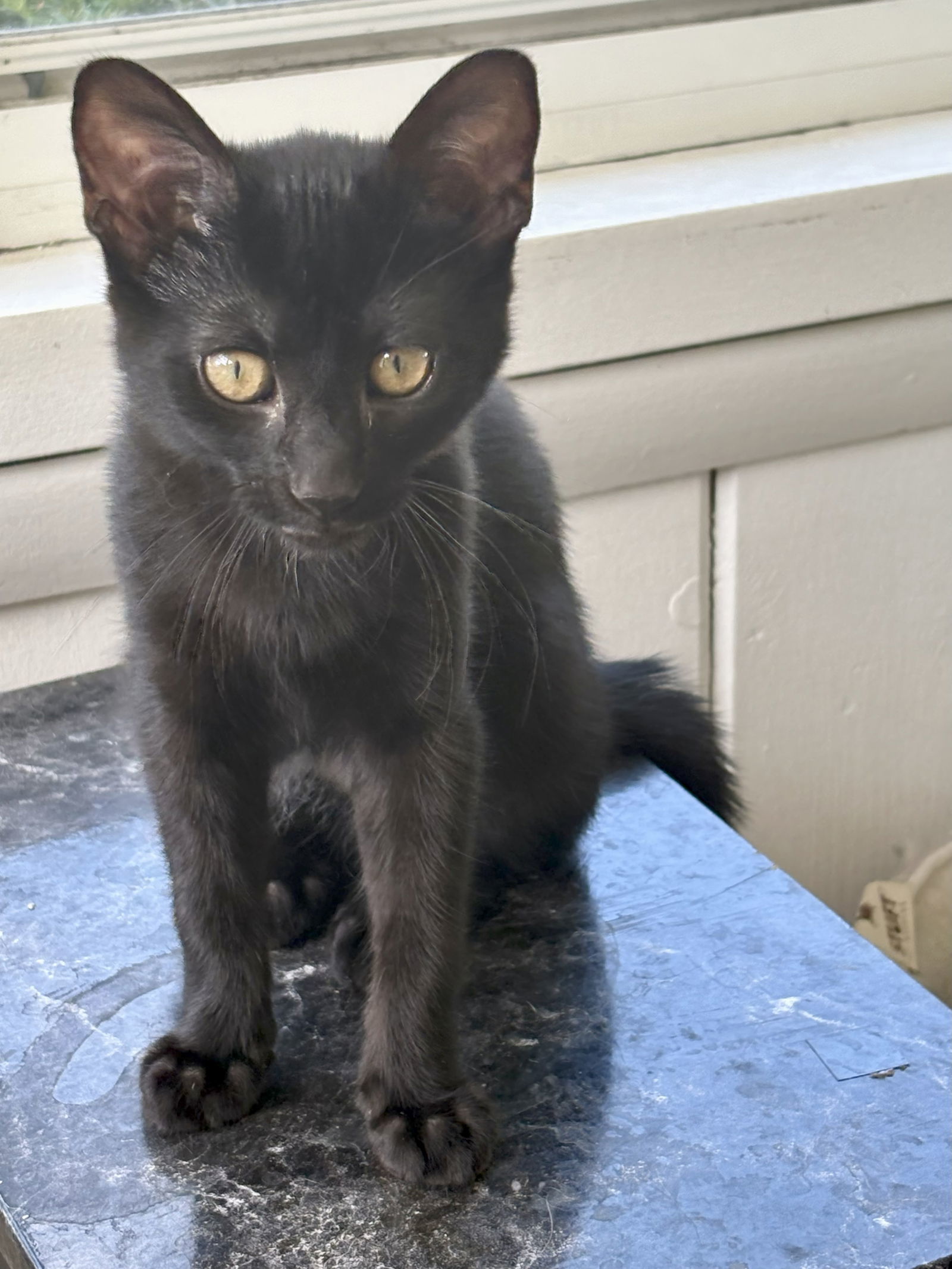 Tom (must be adopted with Daisy)