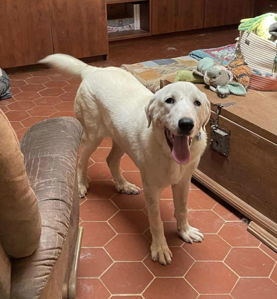William Wallace, an adoptable Akbash, Great Pyrenees in Whitewright, TX, 75491 | Photo Image 1
