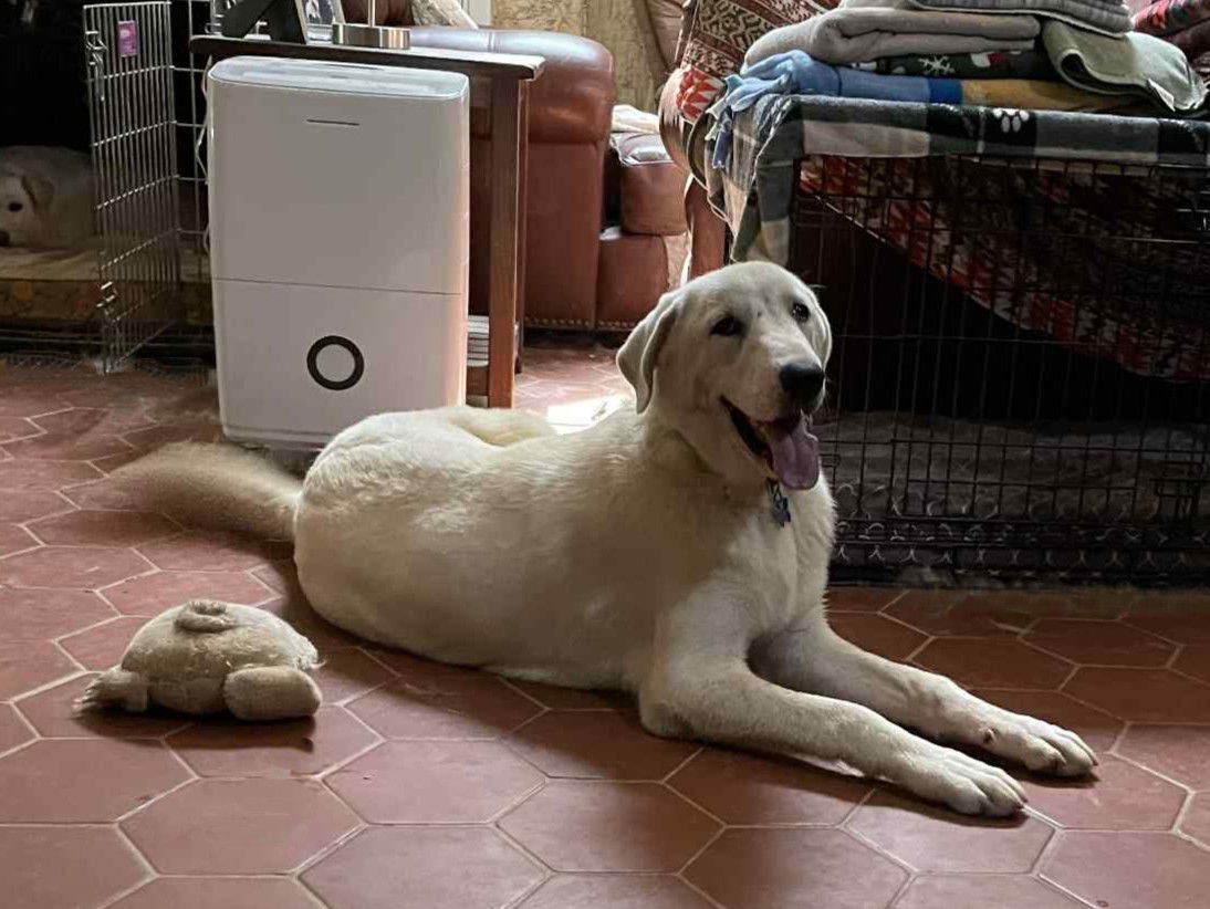 William Wallace, an adoptable Akbash, Great Pyrenees in Whitewright, TX, 75491 | Photo Image 2