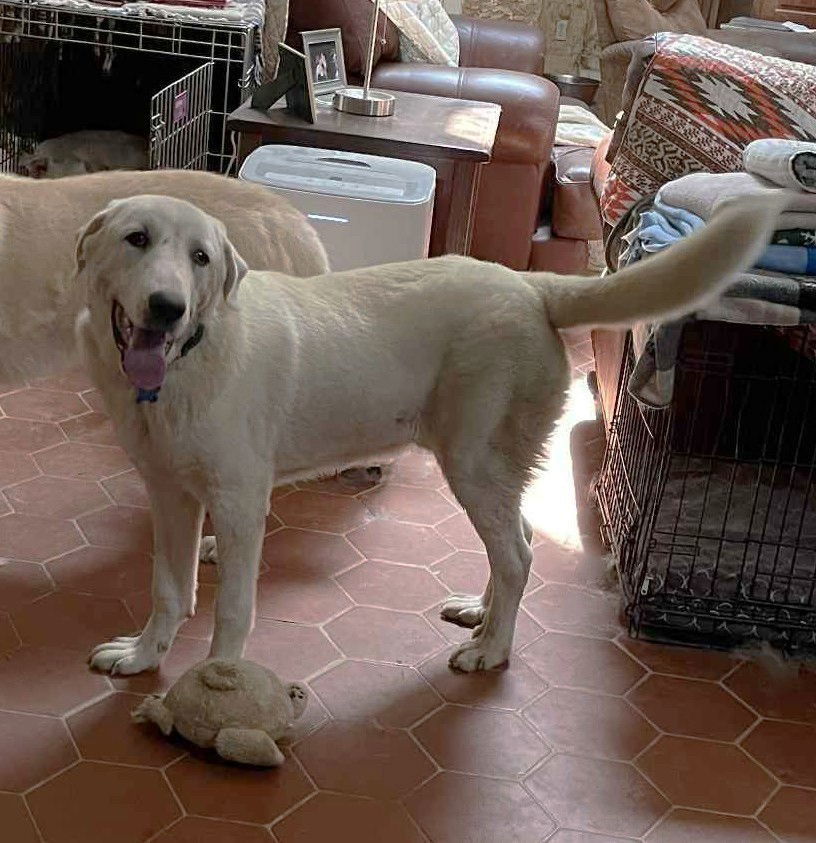 William Wallace, an adoptable Akbash, Great Pyrenees in Whitewright, TX, 75491 | Photo Image 3