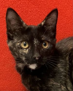 Bella, Baby Female Tortoiseshell