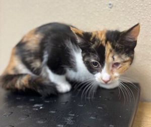 Primary Color Calico Weight 282lbs Age 0yrs 0mths 12wks Animal has been Spayed