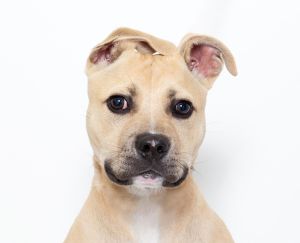 Primary Color Tan Secondary Color White Weight 275lbs Age 0yrs 3mths 1wks A