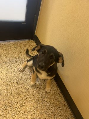 Primary Color Black Secondary Color Tan Weight 247lbs Age 0yrs 3mths 1wks A