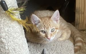 Armin, Baby Male Domestic Short Hair