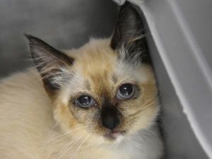 Sunshine Airport, Baby Female Snowshoe