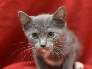 Minnie, Baby Female Domestic Short Hair