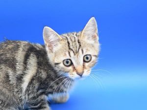 Violet Sky, Baby Female Domestic Short Hair
