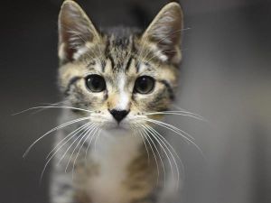 Blossom, Baby Male Domestic Short Hair