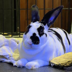 Bun B Rex Rabbit