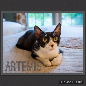 Artemis, Adult Female Domestic Short Hair