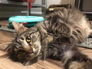 Jolene, Adult Female Domestic Medium Hair