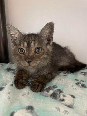 153378, Baby Male Domestic Short Hair