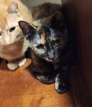 Barn/Colony/Working Cat - Baytril, Adult Female Domestic Short Hair